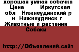 хорошая умная собачка › Цена ­ 50 - Иркутская обл., Нижнеудинский р-н, Нижнеудинск г. Животные и растения » Собаки   